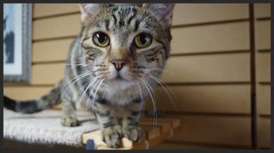 cat on shelf, curious brown tabby