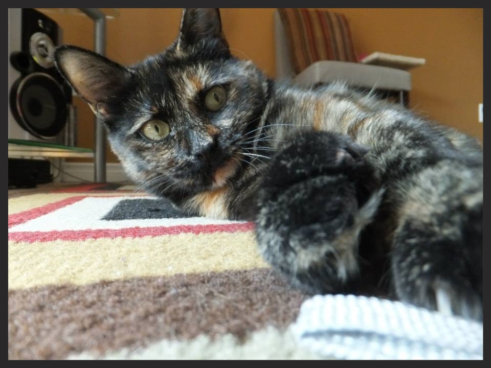 tortishell cat, cat playing, lying down